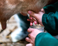 Leche de Chiva en una imagen de archivo.