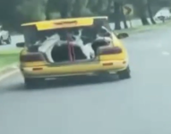 Una vaca en la cajuela de un taxi en Quito en una imagen de archivo.