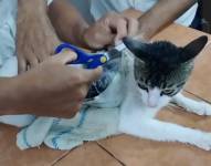 Captura de pantalla de video de gato que transportaba droga.