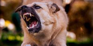 Imagen referencial de un perro agresivo.