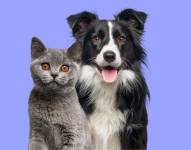 Imagen referencial de un perro y gato, animales que pueden ser portadores de una enfermedad de transmisión sexual (ETS) al igual que los humanos.