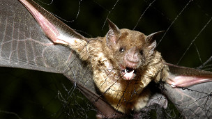 El cambio climático amenaza a los murciélagos