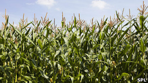 Leche materna de indígenas bolivianas: ¿De mejor calidad?