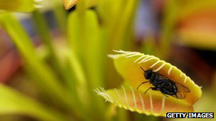 Por qué ciertas plantas carnívoras se están volviendo vegetarianas