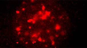 Epigenética, la nueva frontera de la medicina