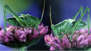 ¿Por qué no se rompen las alas de los insectos?