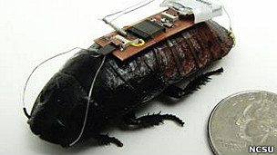 Cucarachas teledirigidas al rescate