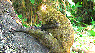 Descubren nueva especie de mono en África