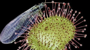 Por qué ciertas plantas carnívoras se están volviendo vegetarianas