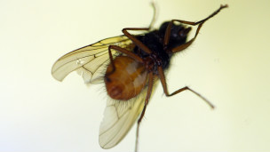 ¿Perciben el tiempo los animales?