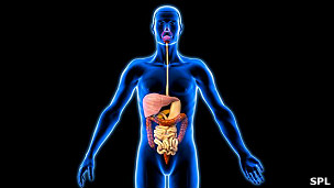 El estómago tiene su propio cerebro