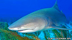 Los riesgos de la cirugía bariátrica