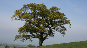 ¿Se puede hipnotizar a un bebé para que duerma?