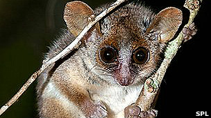 Los lémures están cerca de la extinción