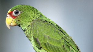 ¿Se puede hipnotizar a un bebé para que duerma?