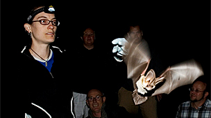 El misterioso susurro del murciélago orejudo