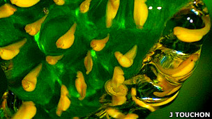 El vino en el embarazo perjudica el coeficiente intelectual del bebé