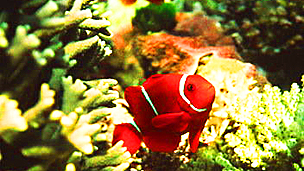 Los riesgos de la cirugía bariátrica