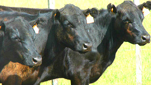 El vino en el embarazo perjudica el coeficiente intelectual del bebé