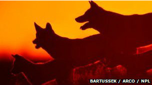 Por qué a los perros les encanta roer huesos