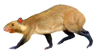 Los pastizales más antiguos habrían existido en Chile