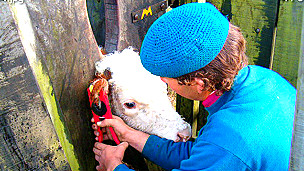 El vino en el embarazo perjudica el coeficiente intelectual del bebé
