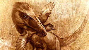 Los dinosaurios pequeños que "cazaban como gatos"