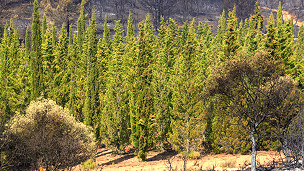 El misterio de los cipreses que resisten al fuego