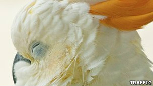 La isla que blanquea aves exóticas