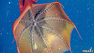 Los riesgos de la cirugía bariátrica