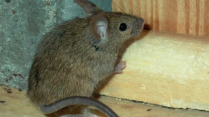 Alerta por el raro y letal hantavirus