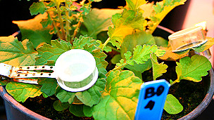 Los insectos usan a las plantas para "grabar mensajes"