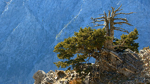 El misterio de los cipreses que resisten al fuego