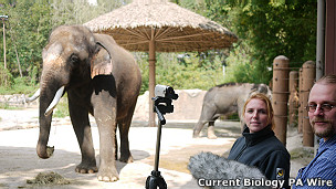 El elefante que puede hablar coreano