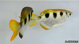 El vino en el embarazo perjudica el coeficiente intelectual del bebé