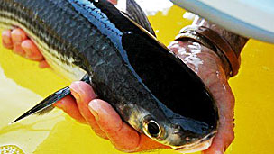 Los riesgos de la cirugía bariátrica