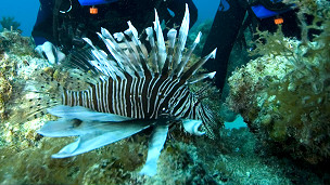 El vino en el embarazo perjudica el coeficiente intelectual del bebé