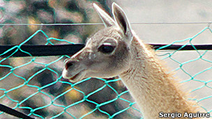 Un animal que podría salvar a la Patagonia