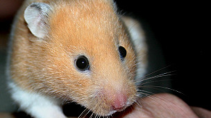 Descubren que muchos más planetas podrían albergar vida