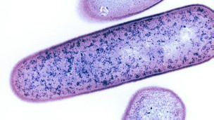 Bacterias fecales contra la infección intestinal