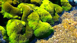 Resuelven el misterio del frondoso musgo antártico