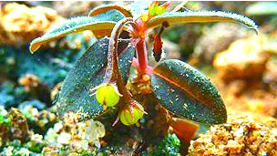 Los riesgos de la cirugía bariátrica