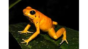 Los riesgos de la cirugía bariátrica