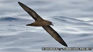 La vida secreta de las aves marinas