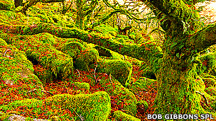 Los cinco sentidos de las plantas