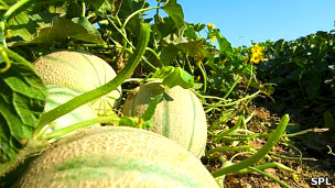 Descifran el código genético del melón