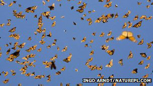 El vino en el embarazo perjudica el coeficiente intelectual del bebé