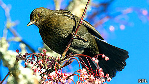 Los riesgos de la cirugía bariátrica