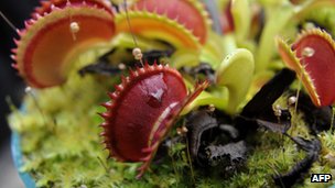 Por qué ciertas plantas carnívoras se están volviendo vegetarianas