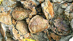 Espectacular hallazgo de tortugas jurásicas